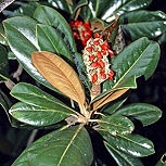 Southern Magnolia - Evergreen Magnolia - Bull Bay - Magnolia grandiflora