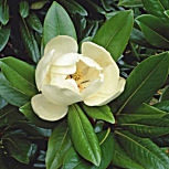 Southern Magnolia - Evergreen Magnolia - Bull Bay - Magnolia grandiflora