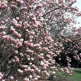 Alexandrina Tulip tree - Saucer Magnolia - Magnolia x soulangeana 'Alexandrina'