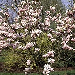 Alexandrina Tulip tree - Saucer Magnolia - Magnolia x soulangeana 'Alexandrina' Alexandrina Tulip tree - Saucer Magnolia - Magnolia x soulangeana 'Alexandrina'