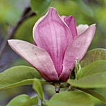 Alexandrina Tulip tree - Saucer Magnolia - Magnolia x soulangeana 'Alexandrina' Alexandrina Tulip tree - Saucer Magnolia - Magnolia x soulangeana 'Alexandrina'