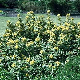 Mahonia Oregon Grape