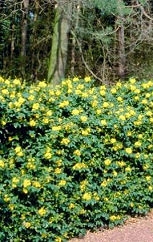 Oregon Grape - Mahonia aquifolium - berberis aquifolium