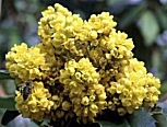 Oregon Grape - Mahonia aquifolium - berberis aquifolium