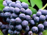 Oregon Grape - Mahonia aquifolium - berberis aquifolium