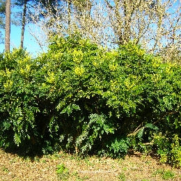 Leatherleaf Mahonia - Mahonia bealei