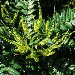 Leatherleaf Mahonia - Mahonia bealei