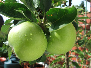 Apple tree 'Granny Smith'