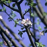 Crabapple - Malus communis - malus sylvestris - malus acerba