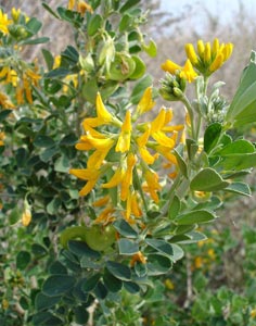 Moon Trefoil - Medicago arborea