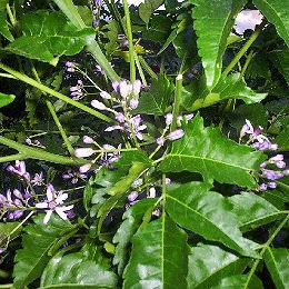 Chinaberry - Melia azedarach