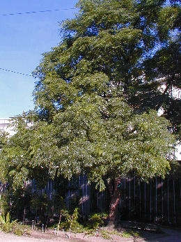 Chinaberry - Melia azedarach