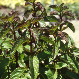 Peppermint Bergamota - Mentha piperita Citrata