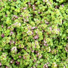 Corsican Mint - Mentha requienii