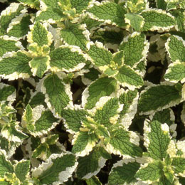 Pineapple Mint - Mentha suaveolens 'Variegata'