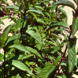Peppermint - Mentha piperita