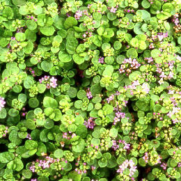 Corsican Mint - Mentha requienii