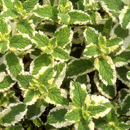 Pineapple Mint - Mentha suaveolens "Variegata"