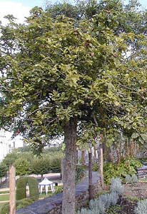 Common Medlar