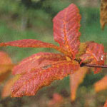 Common Medlar Foliage