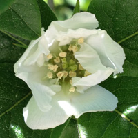 Common Medlar Flowers Common Medlar Flowers