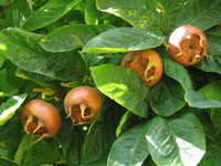 Common Medlar Fruits Common Medlar Fruits