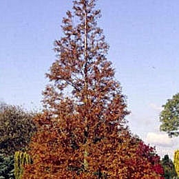 Dawn Redwood - Metasequoia glyptostroboides