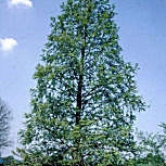 Dawn Redwood - Metasequoia glyptostroboides