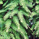 Dawn Redwood - Metasequoia glyptostroboides