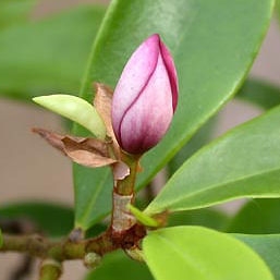 Magnolia Figo