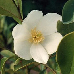 Michelia yunnanensis