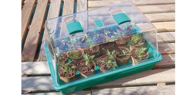Mini-greenhouse for seedlings