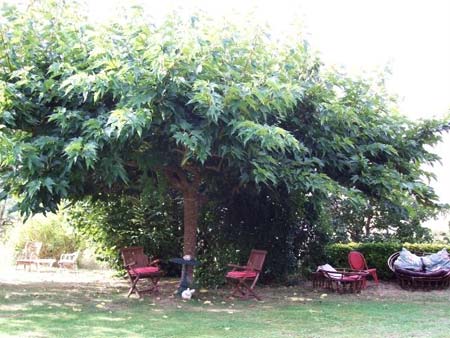 Mulberry - Morus kagayamae