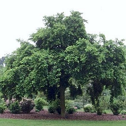 White Mulberry - Morus alba