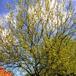 White Mulberry - Morus alba