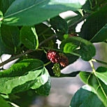 White Mulberry - Morus alba