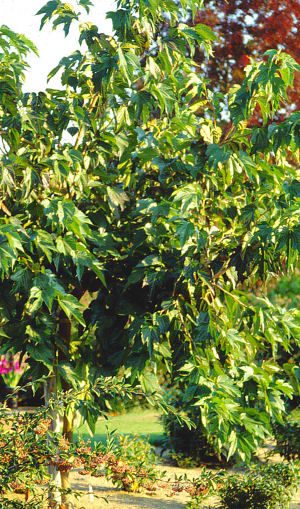 leaves, Mulberry tree