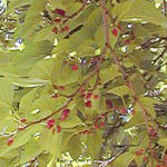 Mulberry - Morus kagayamae