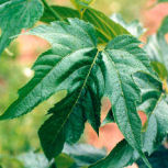 Mulberry - Morus kagayamae