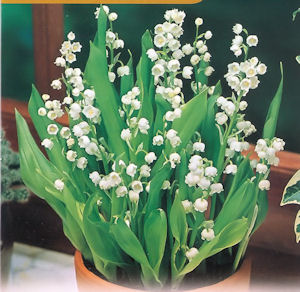 Lily of the valley Lily of the valley