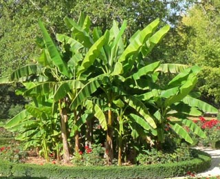 Hardy Banana tree - Musa basjoo
