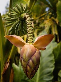 Hardy Banana tree - Musa basjoo