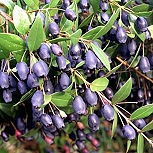 Common Myrtle - Myrtus communis