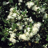Common Myrtle - Myrtus communis
