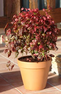 Heavenly Bamboo Dwarf 'Fire Power'