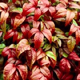 Heavenly Bamboo Dwarf 'Fire Power'
