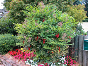Sacred Bamboo - Heavenly Bamboo - Nandina domestica
