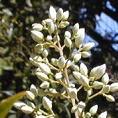 Sacred Bamboo - Heavenly Bamboo - Nandina domestica