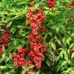 Sacred Bamboo - Heavenly Bamboo - Nandina domestica