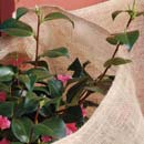 Protection in jute - NATUREROLL